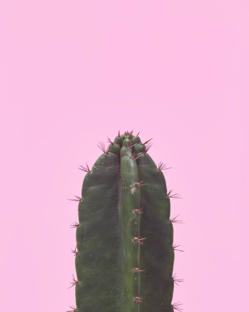 istock Green Cactus on pastel pink background 1273246235