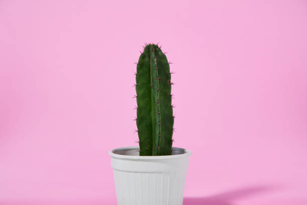 istock Green cactus in a white pot on pink background 1273246237