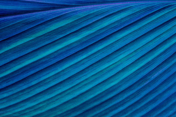 istock abstract palm leaf textures on dark blue tone, natural green background 1273246270