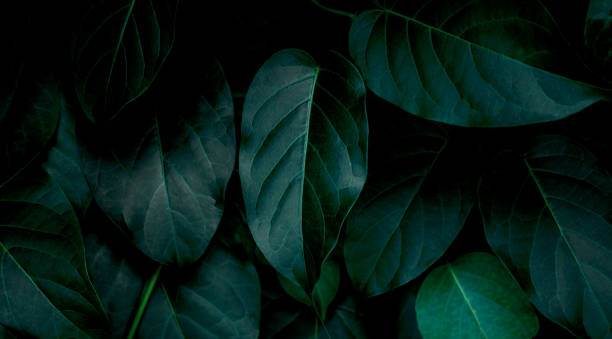 istock closeup nature view of green leaf background 1273246807