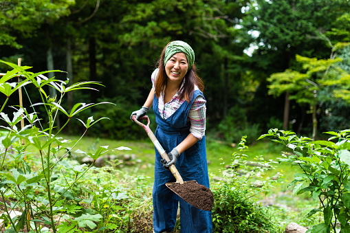 For the Food not lawns movement. A Japanese woman in her front yard vegetable garden shoveling dirt.