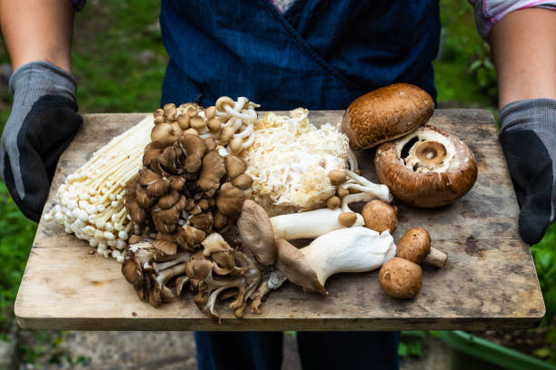 Close up various fresh picked mushrooms on wood board For the Food not lawns movement. A close up of a woman holding a wood board with lots of freshly picked types of mushrooms. edible mushroom stock pictures, royalty-free photos & images