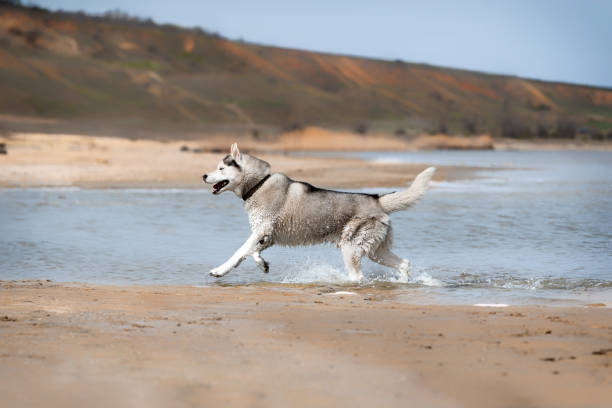 un mâle husky sibérien mature court dans l’eau à la plage. le chien a de la fourrure grise et blanche humide. l’eau bleue de l’estuaire est derrière lui. côte à l’arrière-plan; le ciel est clair. - pets water lake sky photos et images de collection