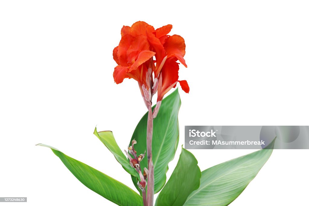赤いカンナユリ植物の花と白い背景に孤立した緑の葉 カンナリリーのストックフォトや画像を多数ご用意 カンナリリー, 植物, まぶしい
