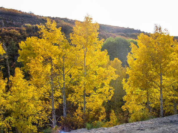 Backlit Quaking Aspen in Fall Colors Quacking Aspen, Populus tremuloides, colored golden during fall, and backlit by the afternoon sun, next to the road in the La Sal Mountains, Utah, USA la sal mountains stock pictures, royalty-free photos & images