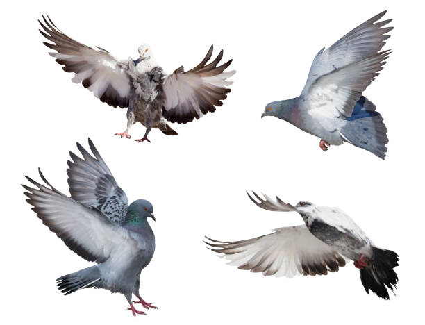 istock isolated four pigeons in flight 1273249485