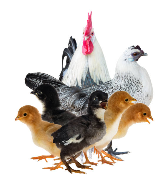 istock chicken family isolated on white 1273249490