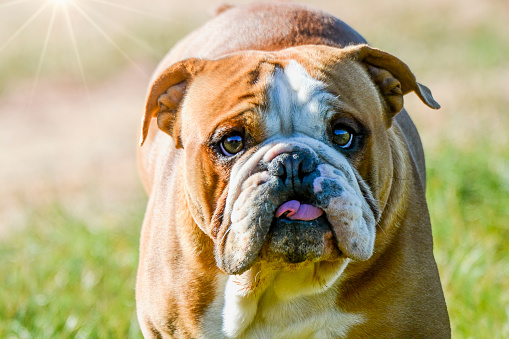 Extreme close up of a British Bull Dog with tongue sticking out