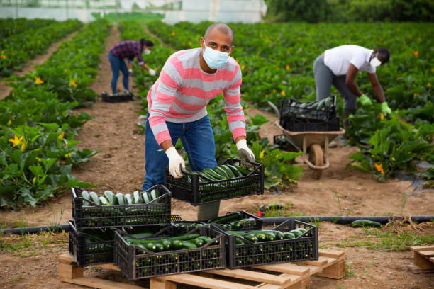 istock Latino farmer in protective mask stocking boxes with zucchini 1273250529