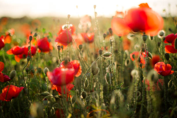 ケシ畑のクローズアップ、夕日に野生の花を咲かせます。赤緑の背景、空白、ソフトフォーカスと壁紙。 - poppy purple flower close up ストックフォトと画像