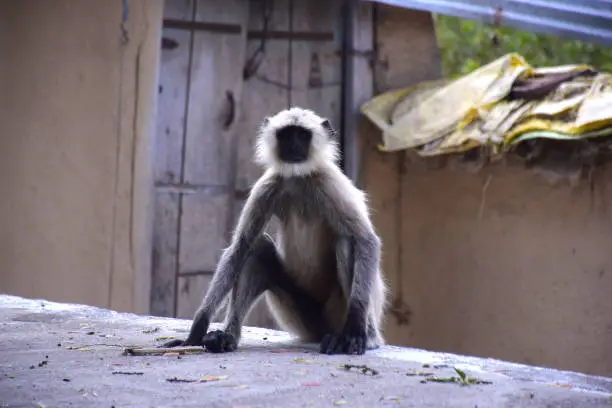 Black-faced monkey looking at the camera, Wooden door and mud wall in the background.