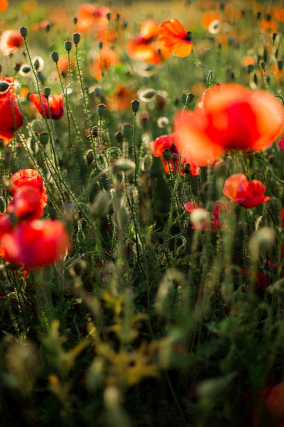 mohnfeld nahaufnahme, blühende wildblumen in der untergehenden sonne. rot grüner hintergrund, leer, tapete mit weichem fokus. - poppy purple flower close up stock-fotos und bilder