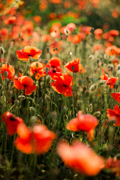 mohnfeld nahaufnahme, blühende wildblumen in der untergehenden sonne. rot grüner hintergrund, leer, tapete mit weichem fokus. - poppy purple flower close up stock-fotos und bilder