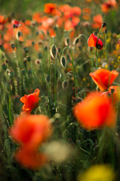 ケシ畑のクローズアップ、夕日に野生の花を咲かせます。赤緑の背景、空白、ソフトフォーカスと壁紙。 - poppy purple flower close up ストックフォトと画像