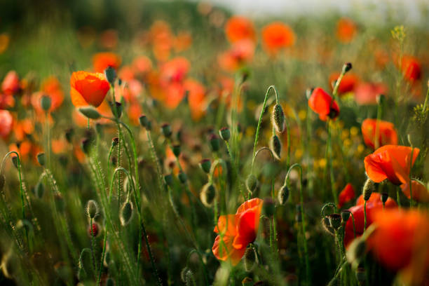 mohnfeld nahaufnahme, blühende wildblumen in der untergehenden sonne. rot grüner hintergrund, leer, tapete mit weichem fokus. - poppy purple flower close up stock-fotos und bilder