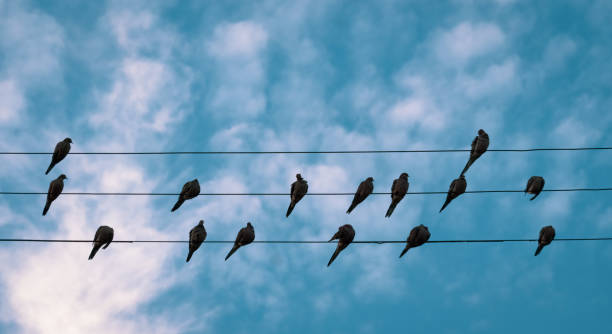 istock City Birds on Wires 1273253728