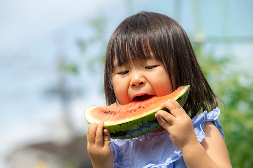 Little girl eating freshly picked watermelon in the field