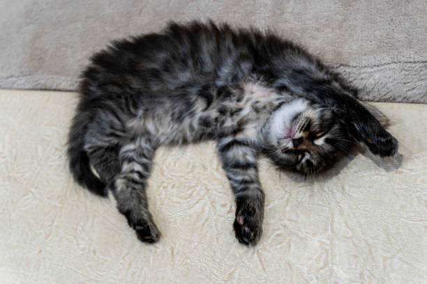 istock Picture a small kitten, a beautiful background or cover for notebooks 1273254648