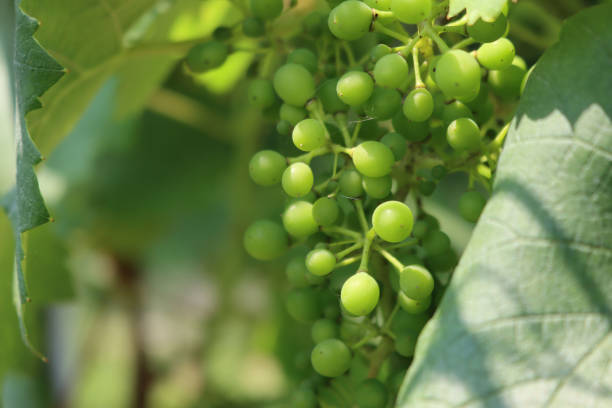 istock Young small bunch of grapes growing on branch 1273255578