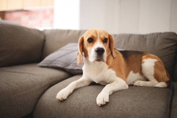 istock Beagle dog lies on a gray sofa 1273255628