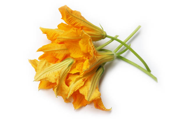Bunch of Pumpkin flowers isolated on white background
