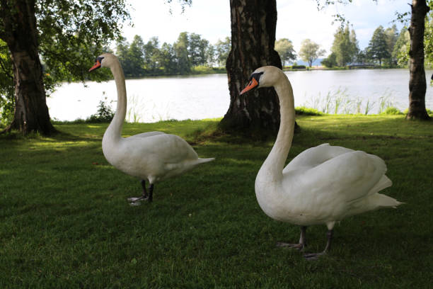 un par de cisnes caminando sobre el césped en un parque en la ciudad de lahti. finlandia. - finland lake summer couple fotografías e imágenes de stock