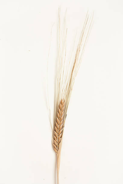 istock One wheatear on the white background. Yellow dried wheat. 1273256980