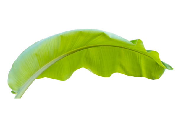 istock banana leaf isolated on white background,with clipping path. 1273257098