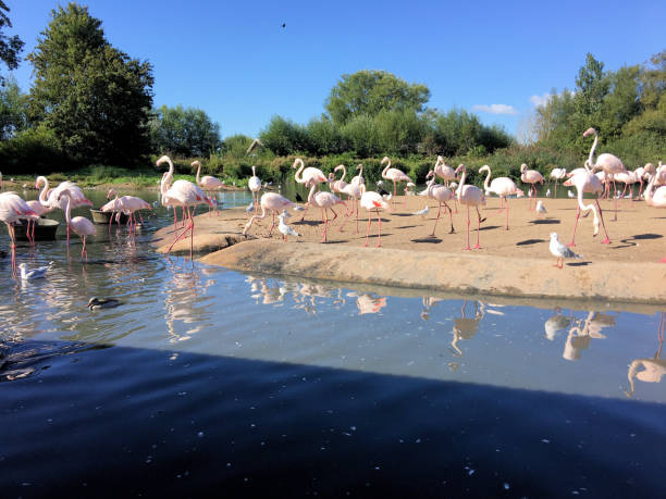 istock A view of some Flamingos 1273257136