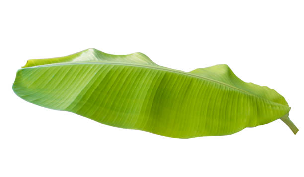 istock banana leaf isolated on white background,with clipping path. 1273257159