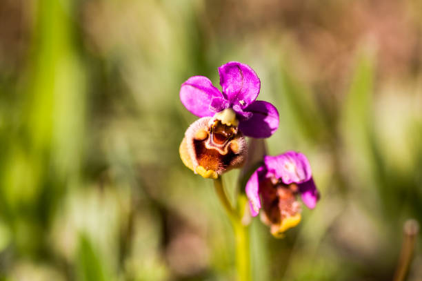 Camas on grass in the springtime, found in Nanaimo, Vancouver Island.