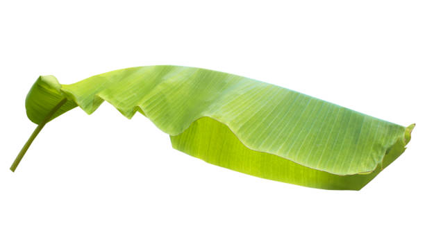 istock banana leaf isolated on white background,with clipping path. 1273257175