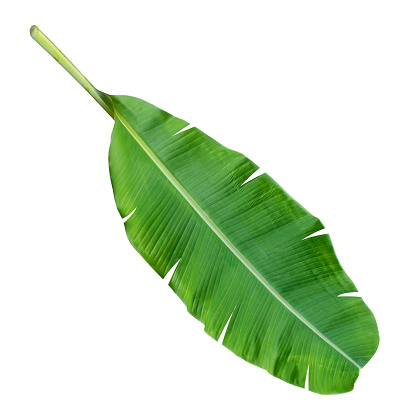 banana leaf isolated on white background,with clipping path.