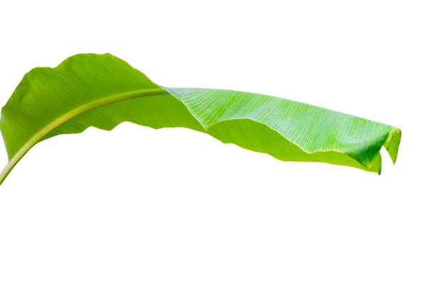istock banana leaf isolated on white background,with clipping path. 1273257281