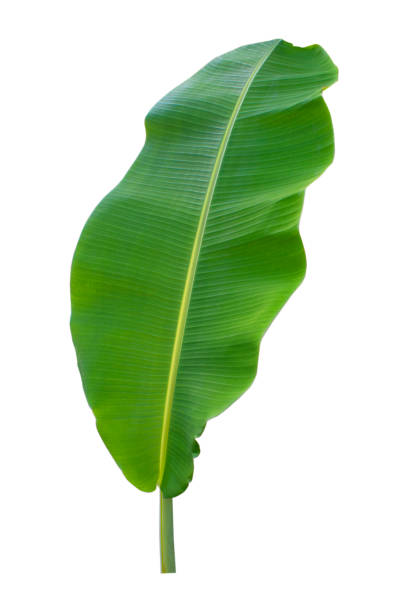 istock banana leaf isolated on white background,with clipping path. 1273257322
