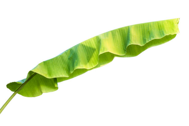 istock banana leaf isolated on white background,with clipping path. 1273257362