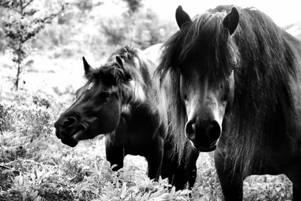istock two horses free in a field, focus on what looking in camera 1273258067
