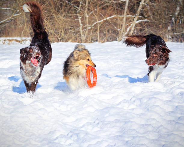 Three happy dogs running in snow One Sable & white sheltie dog and two border collies playing togeter on a winter walk dog group of animals three animals happiness stock pictures, royalty-free photos & images