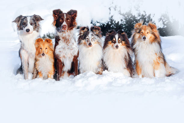 6 dogs sitting together in snow looking at camera Sable & white sheltie dogs and chocolate, silver colour border collies on a winter walk shetland sheepdog stock pictures, royalty-free photos & images