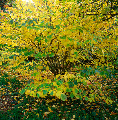 hazel tree in autumn