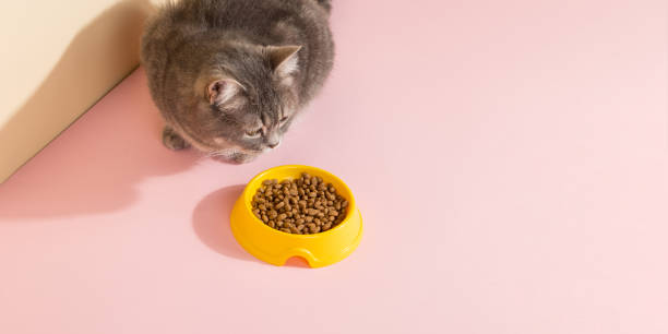 gato cinza e uma tigela de comida, em fundo rosa de seda colorido. o conceito de comida para animais de estimação. copie o espaço. - domestic cat gray kitten paw - fotografias e filmes do acervo