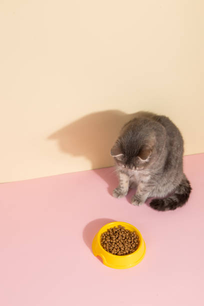 gato cinza e uma tigela de comida, em fundo rosa de seda colorido. o conceito de comida para animais de estimação. copie o espaço. - domestic cat gray kitten paw - fotografias e filmes do acervo