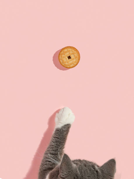 The cat reaches the liver with its paw on the pink background. Copy space, banner, top view