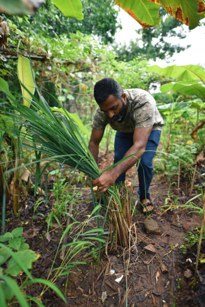 istock Man cutting Citronella plant which will be used as mosquito repellent 1273261234