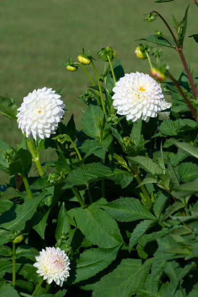 istock White Dahlia variety Hight Flyer flowering in a garden 1273261921