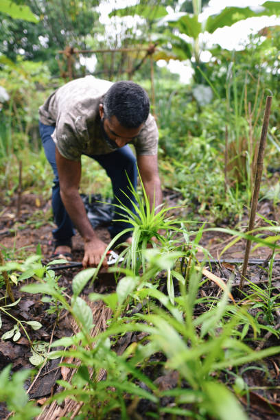 istock Farmer harvesting vegetables in the vegetable farm 1273262037