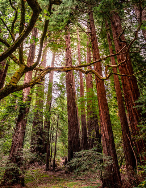 Sunbeams through Redwood tree forest. California, USA.