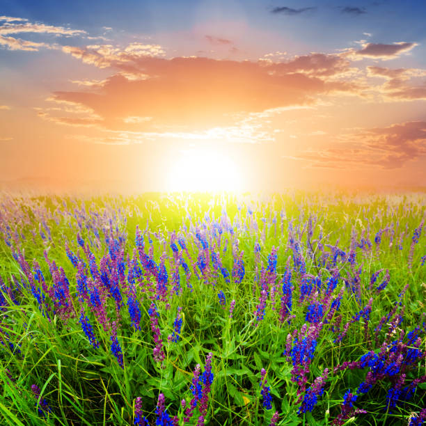 istock green field at the sunset 1273262376
