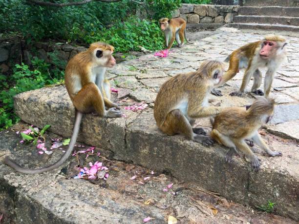 istock Kingdom of Animals-Sri Lanka 1273262518