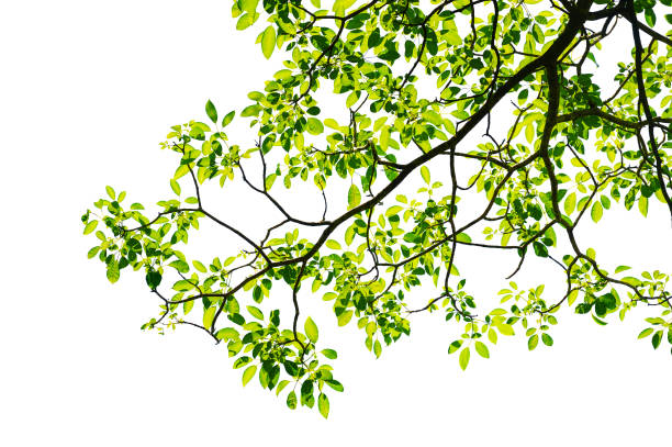 istock green leaves and branch isolated on white background 1273263776